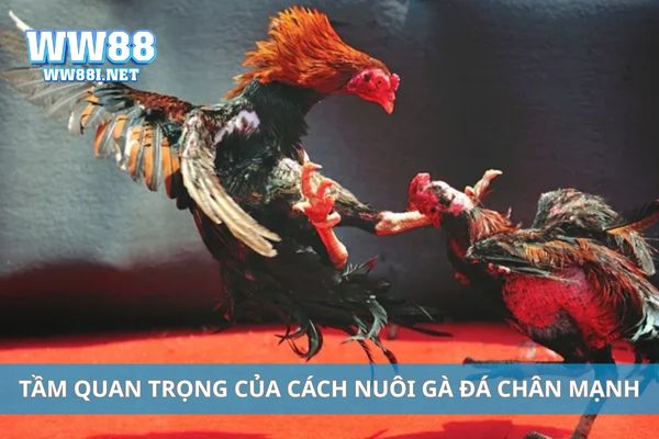 Tầm quan trọng của cách nuôi gà đá chân mạnh