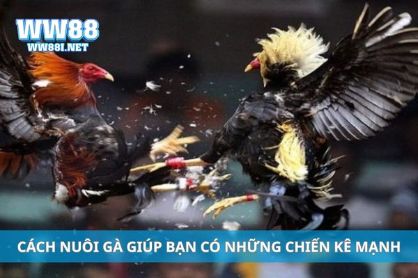 Cách nuôi gà giúp bạn có những chiến kê mạnh
