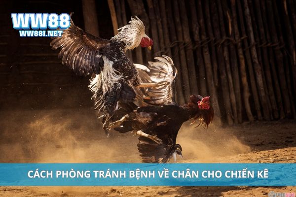 Cách phòng tránh bệnh về chân cho chiến kê