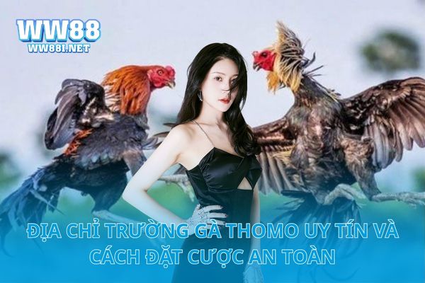 Địa Chỉ Trường Gà Thomo Uy Tín Và Cách Đặt Cược An Toàn