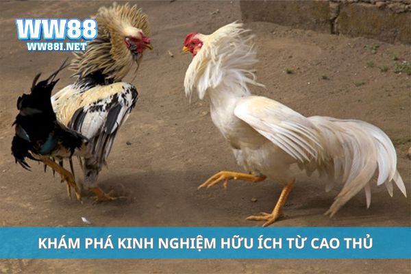 Khám phá kinh nghiệm hữu ích từ cao thủ