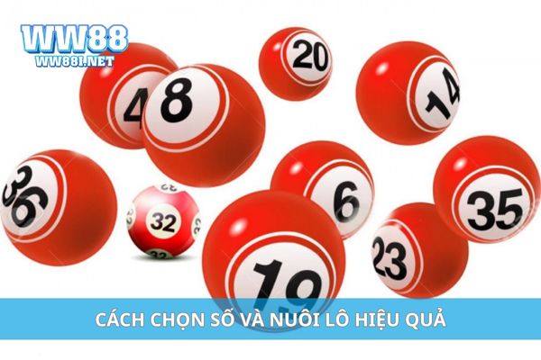 Cách chọn số và nuôi lô hiệu quả