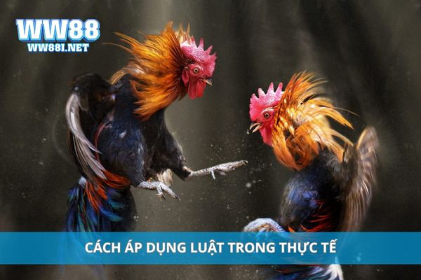 Cách áp dụng luật trong thực tế