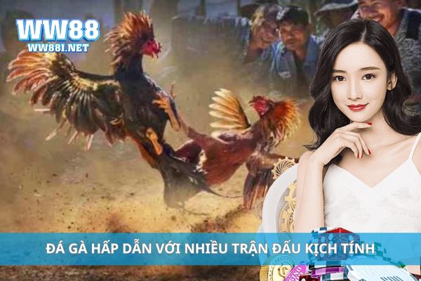 Đá gà hấp dẫn với nhiều trận đấu kịch tính